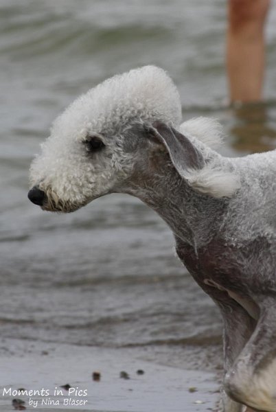 2010-06-26 Arc-en-ciel Arlequin (29).jpg